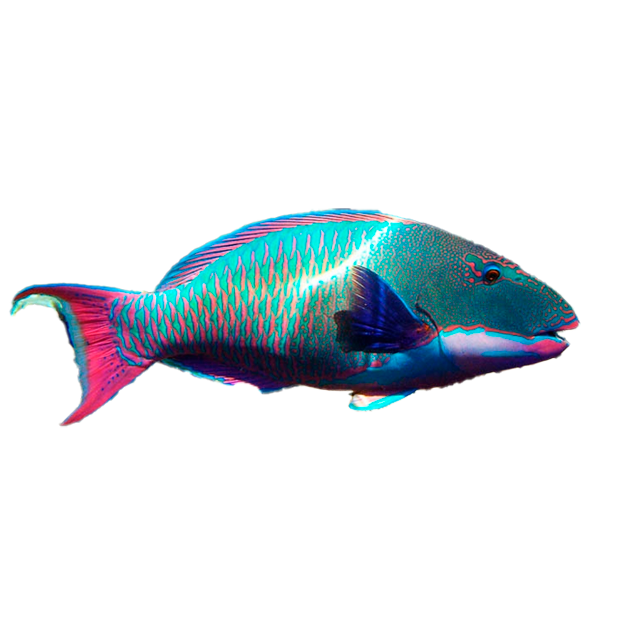 Imagem do peixe Peixe Papagaio